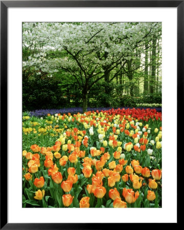 Tulipa (Tulips) Planted En Masse Below Prunus (Cherry) Tree In Blossom, Holland by Mark Bolton Pricing Limited Edition Print image