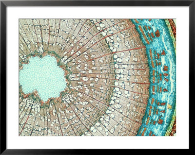 X-Section Of Young Paw Paw Stem, A Monocot by David M. Dennis Pricing Limited Edition Print image