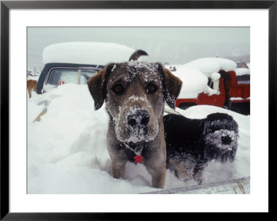 Dogs Covered In Snow, Crested Butte, Co by Paul Gallaher Pricing Limited Edition Print image