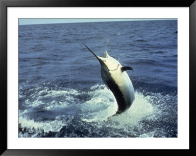 Swordfish Leaping In The Ocean by Katie Deits Pricing Limited Edition Print image
