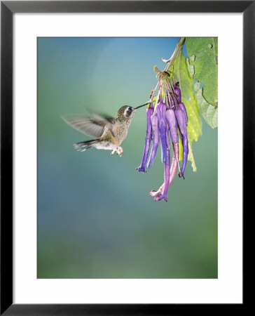 Speckled Hummingbird, West Slope Cloud Forest, Ecuador by Mark Jones Pricing Limited Edition Print image