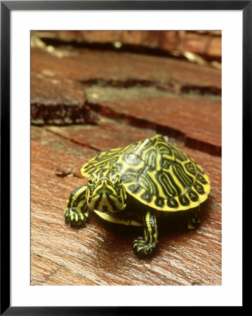 Peninsula Cooter Turtle, Chrysemys Floridana Peninsularis, Florida by David M. Dennis Pricing Limited Edition Print image