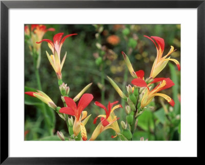 Canna Indica, Flowering In Merriments Gardens, Sussex National Garden Scheme by Sunniva Harte Pricing Limited Edition Print image
