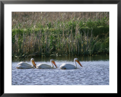 American White Pelicans by Phil Schermeister Pricing Limited Edition Print image