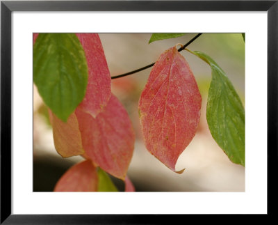 Tree Leaves Display Autumn Color Change by Charles Kogod Pricing Limited Edition Print image