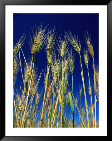 Rippening Heads Of Wheat Against A Blue Sky, Victoria, Australia by Bernard Napthine Pricing Limited Edition Print image