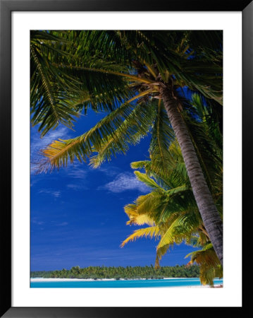 Coconut Palms On Tapuaetai Motu (One-Foot Island), Aitutaki, Cook Islands by Grant Dixon Pricing Limited Edition Print image