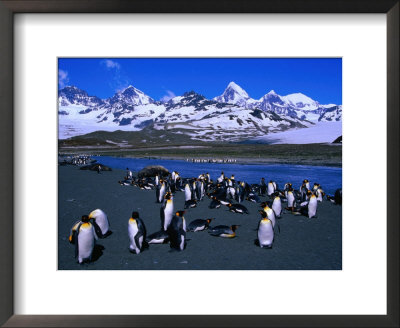 Colony Of The King Penguin In St. Andrew's Bay, The Largest Penguin Colony In The World, Antarctica by Grant Dixon Pricing Limited Edition Print image