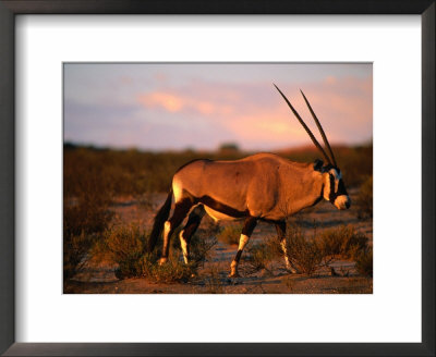 Gembsbok, Or Oryx (Oryx Beisa), Kgalagadi Transfrontier Park, Northern Cape, South Africa by Ariadne Van Zandbergen Pricing Limited Edition Print image