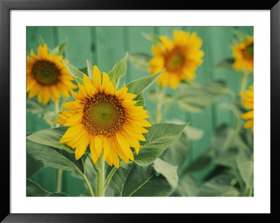 A Simple Composition by Stacy Gold Pricing Limited Edition Print image