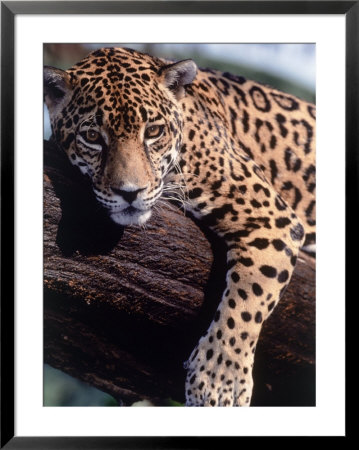 Jaguar Lying On A Tree Limb, Belize by Lynn M. Stone Pricing Limited Edition Print image