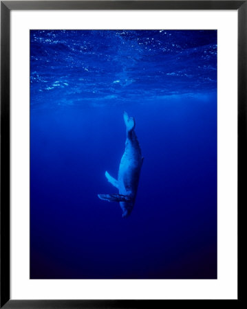 Humpback Whale, Juvenile, Polynesia by Gerard Soury Pricing Limited Edition Print image