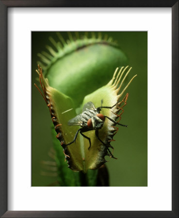 Venus Fly-Trap, Dionaea Muscipula, With House Fly, Coastal N.& S. Carolina by David M. Dennis Pricing Limited Edition Print image