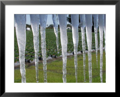 Icicles Hang From A Sign At Fancy Farms, A Strawberry Farm In Plant City, Florida, December 2000 by Dale E. Wilson Pricing Limited Edition Print image
