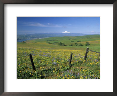 Arrowleaf Balsamroot And Lupine Overlooking The Columbia River, Washington, Usa by Janis Miglavs Pricing Limited Edition Print image