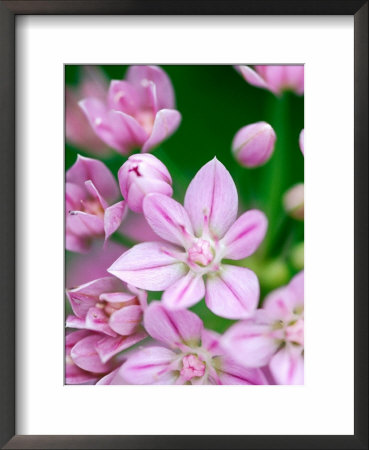 Allium Uniflorum, Close-Up Of Pink Flower by Lynn Keddie Pricing Limited Edition Print image