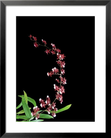 Orchid, Sherry Baby by Kidd Geoff Pricing Limited Edition Print image