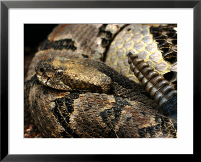 Timber Rattle Snake, Crotalus Horidus by Larry F. Jernigan Pricing Limited Edition Print image