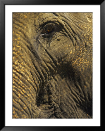 Close-Up Of Elephant, Thailand by Yvette Cardozo Pricing Limited Edition Print image