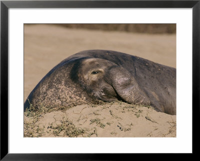 A Male Northern Elephant Seal Rests In The Sand by Roy Toft Pricing Limited Edition Print image