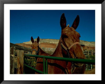 Mules On A Farm by Scott Sroka Pricing Limited Edition Print image