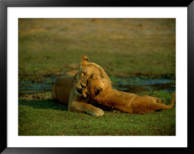 A Cub Plays With Its Mother by Beverly Joubert Pricing Limited Edition Print image