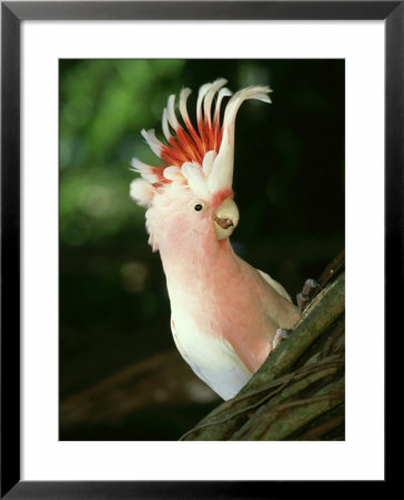 Leadbeaters Cockatoo, Cacatua Leadbeateri Displaying, Australia by Brian Kenney Pricing Limited Edition Print image