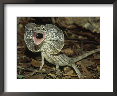 Frilled Lizard, Chlamydosaurus Kingi, Displaying, New Guinea & Australia by Brian Kenney Pricing Limited Edition Print image