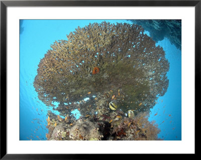 Table Coral, With Fish, Red Sea by Mark Webster Pricing Limited Edition Print image