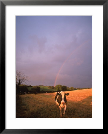 Cow At Sunset With Rainbow, Northern Ireland by Kindra Clineff Pricing Limited Edition Print image