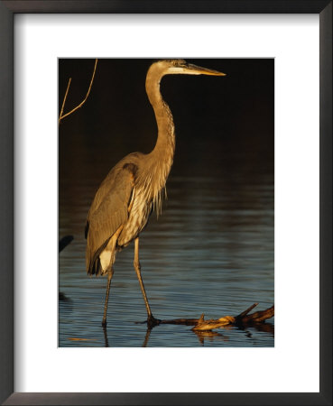 Great Blue Heron Wades In A Coastal Lagoon by Klaus Nigge Pricing Limited Edition Print image