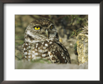Burrowing Owl (Athene Cunicularia), Portrait, Florida by Roy Toft Pricing Limited Edition Print image
