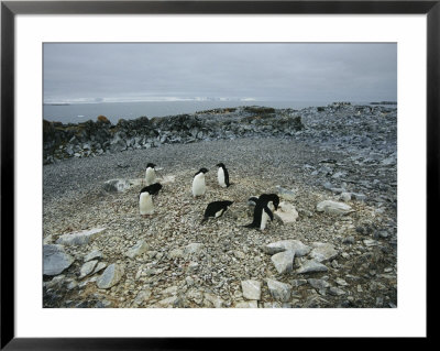Adelie Penguins Waddle On A Stone-Covered Beach by Maria Stenzel Pricing Limited Edition Print image