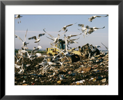Seagulls Feast On A Garbage Dump In The Meadowlands by Melissa Farlow Pricing Limited Edition Print image