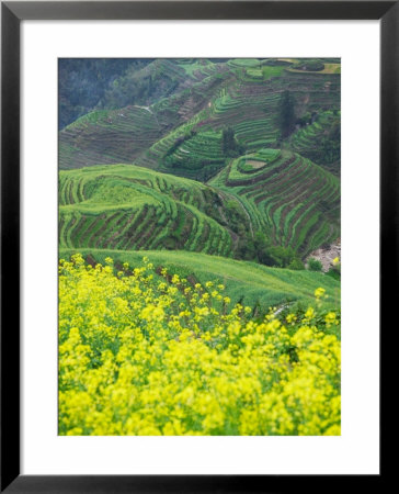Landscape Of Canola And Terraced Rice Paddies, China by Keren Su Pricing Limited Edition Print image