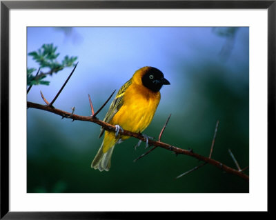 Village Weaver On Branch, Lake Baringo, Rift Valley, Kenya by Ariadne Van Zandbergen Pricing Limited Edition Print image