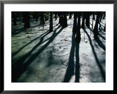 Atchafalaya Swamp Basin, Louisiana, Usa by John Elk Iii Pricing Limited Edition Print image