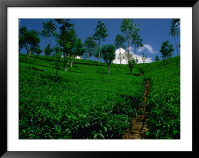 Green Tea Plantation, Nuwara Eliya, Sri Lanka by Dallas Stribley Pricing Limited Edition Print image