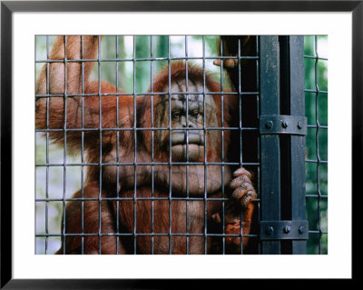 Orangutang (Pongo Pygmaeus) At Hong Kong's Zoological And Botanical Gardens, Hong Kong by John Hay Pricing Limited Edition Print image