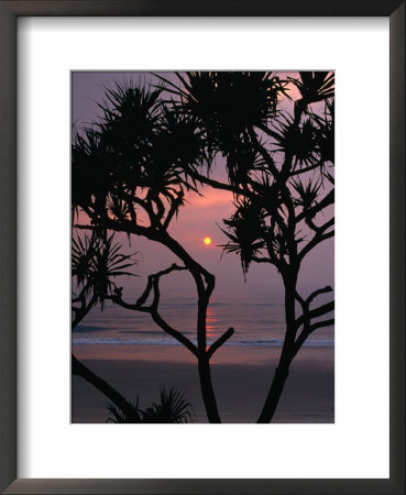 Palms And Beach At Sunrise, Bundjalung National Park, New South Wales, Australia by Paul Sinclair Pricing Limited Edition Print image