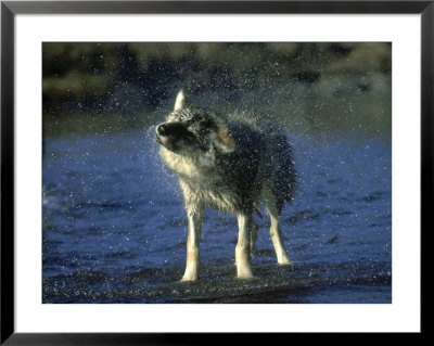 Grey Wolf, Shaking Off Water In River, Minnesota by Alan And Sandy Carey Pricing Limited Edition Print image