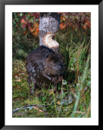 Amer Beaver And Chewed Tree, Mn, Castor Canadens by Lynn M. Stone Pricing Limited Edition Print image