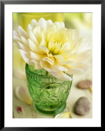 Grapics- Flowers, White Dahlia In Green Glass, Pebbles On Table, September by Pernilla Bergdahl Pricing Limited Edition Print image