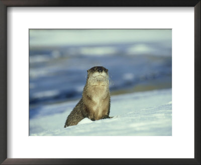 River Otter, Lutra Canadensis In Winter Montana by Alan And Sandy Carey Pricing Limited Edition Print image
