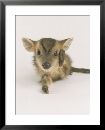 Muntjac Fawn, 1-2 Days Old, Lifting Leg by Les Stocker Pricing Limited Edition Print image