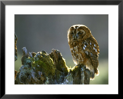 Tawny Owl, Adult Perched On Decaying Birch Stump, Scotland by Mark Hamblin Pricing Limited Edition Print image