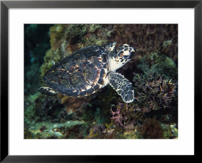 Hawksbill Turtle, Young, Caribbean by Gerard Soury Pricing Limited Edition Print image