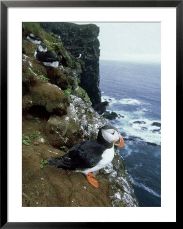 Atlantic Puffin, Adult, Iceland by Patricio Robles Gil Pricing Limited Edition Print image