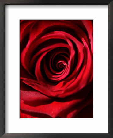 Study Of Red Rose by Lara Jade Coton Pricing Limited Edition Print image