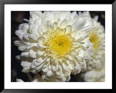 Closeup Of A Chrysanthemum Flower And Petals, North Carlton, Australia by Jason Edwards Pricing Limited Edition Print image